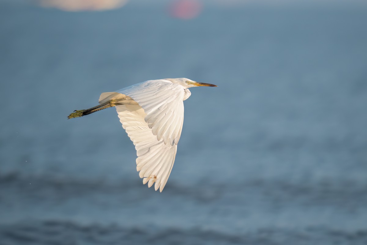 Chinese Egret - Andy Lee