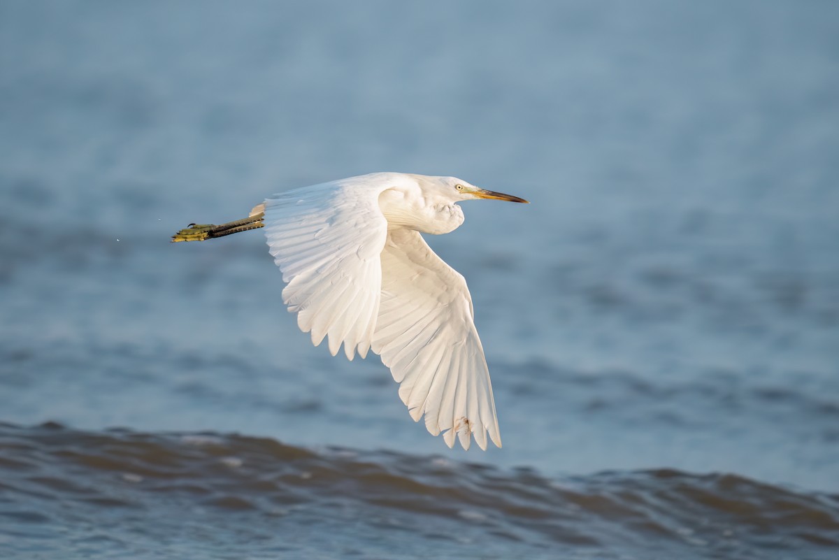 Chinese Egret - ML618362712