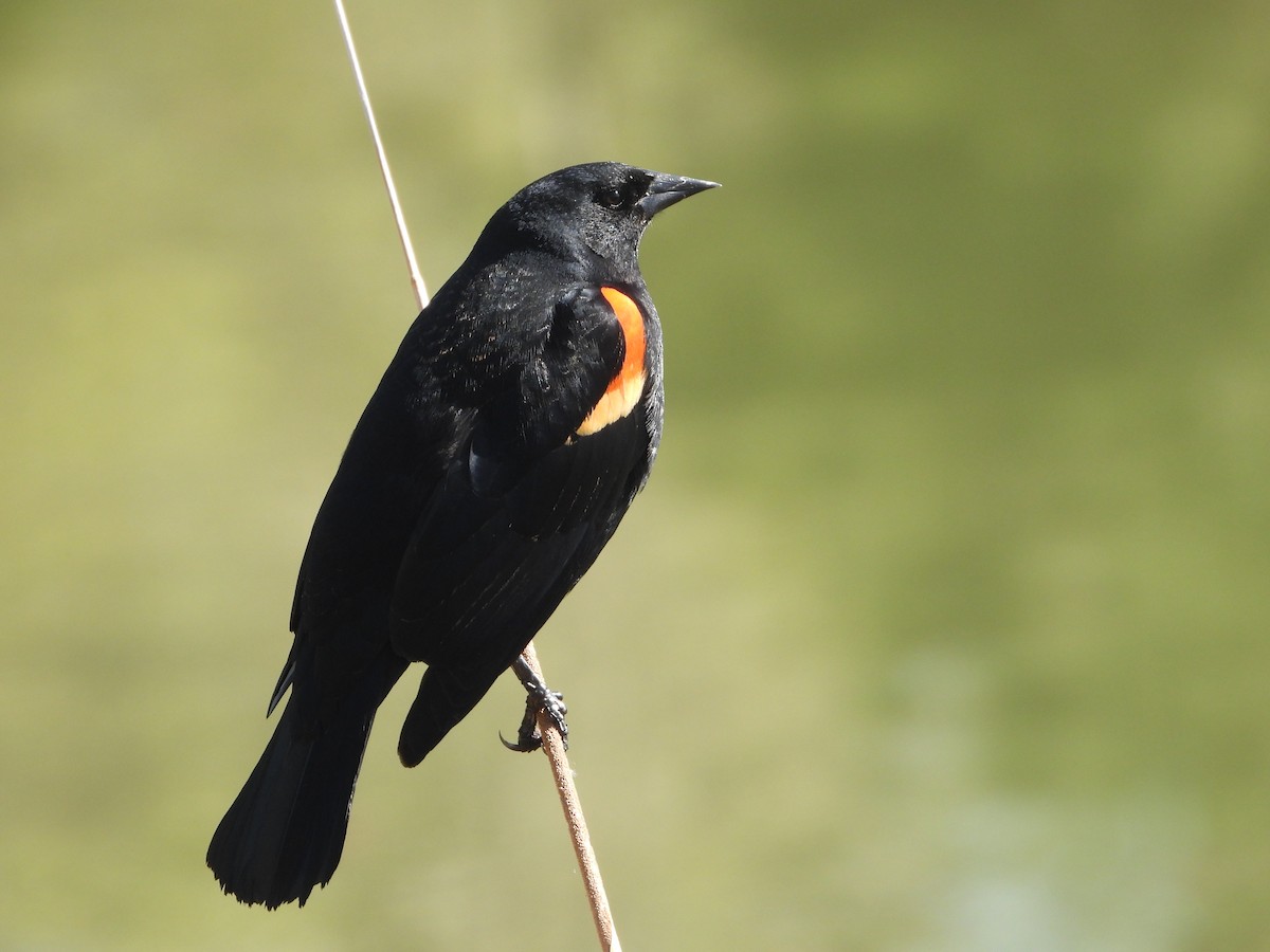 Red-winged Blackbird - ML618362756