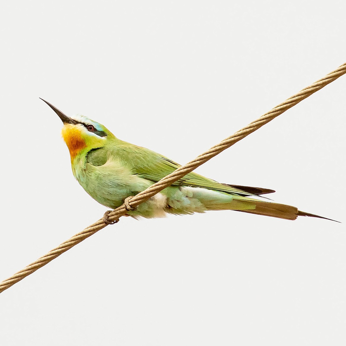 Blue-cheeked Bee-eater - ML618362757