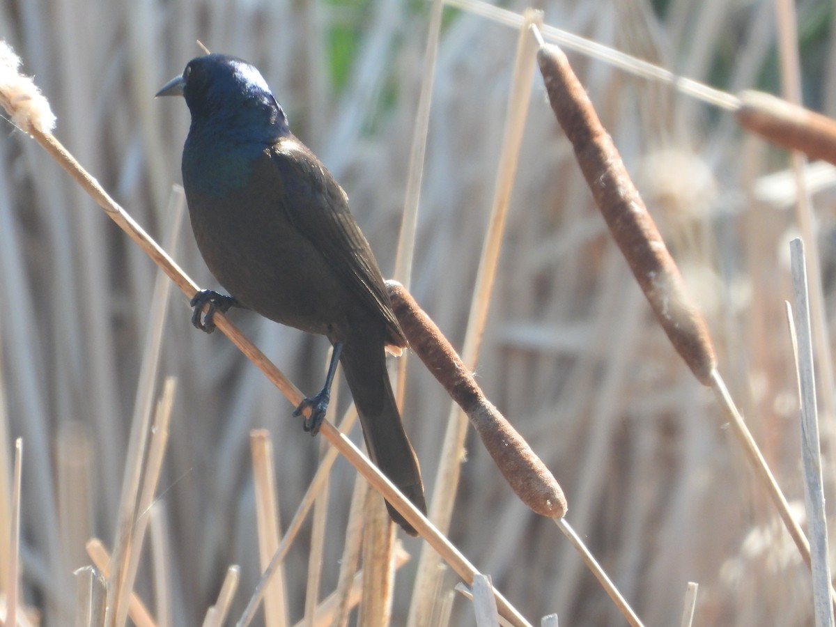 Common Grackle - ML618362777