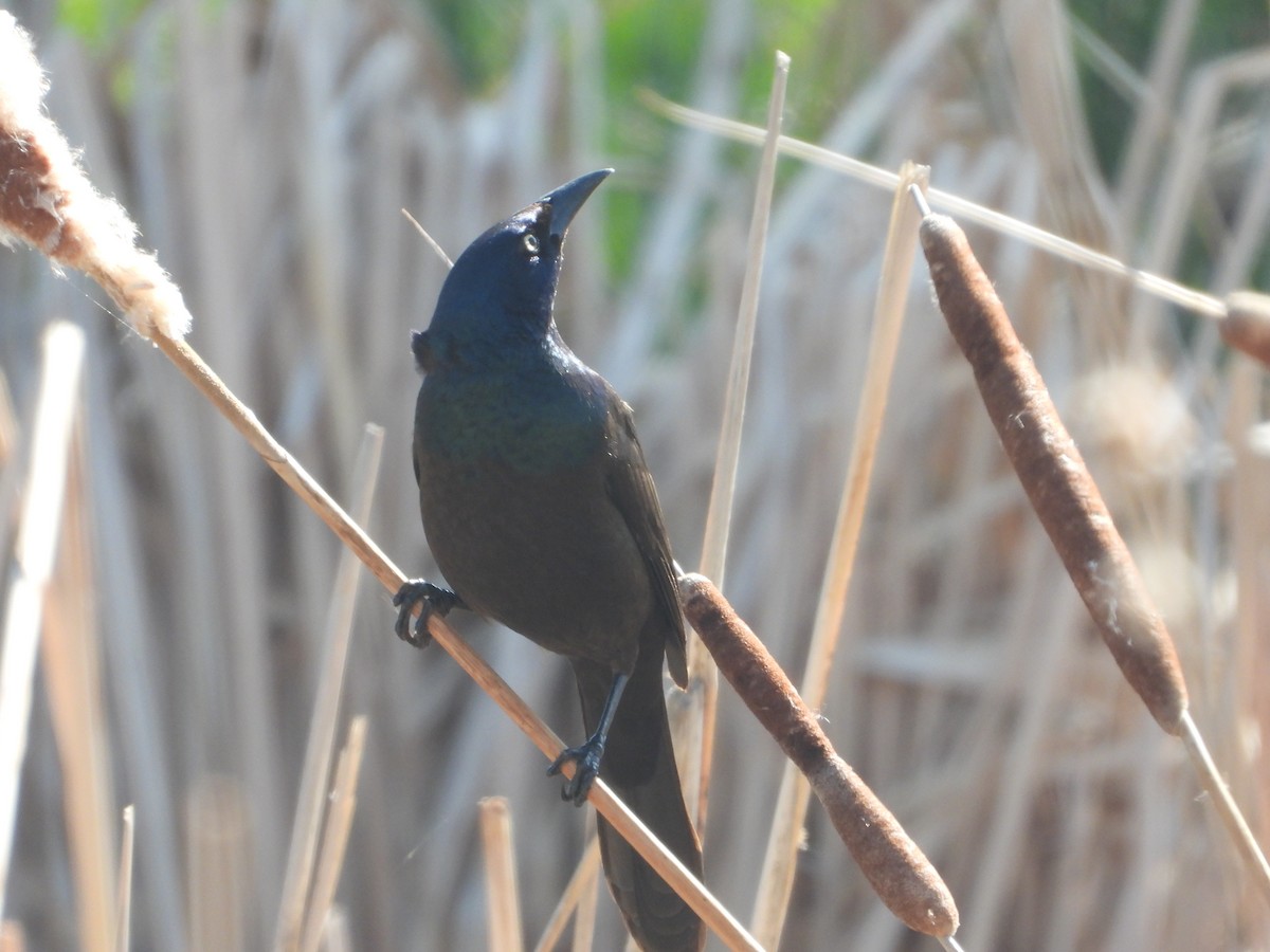 Common Grackle - ML618362778