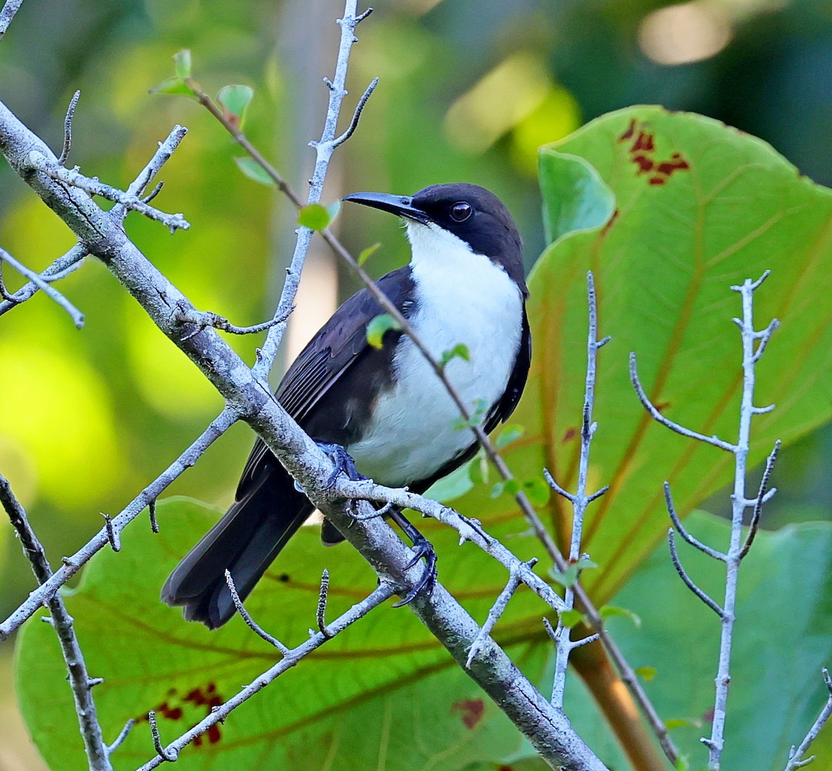 White-breasted Thrasher (St. Lucia) - Maciej  Kotlarski