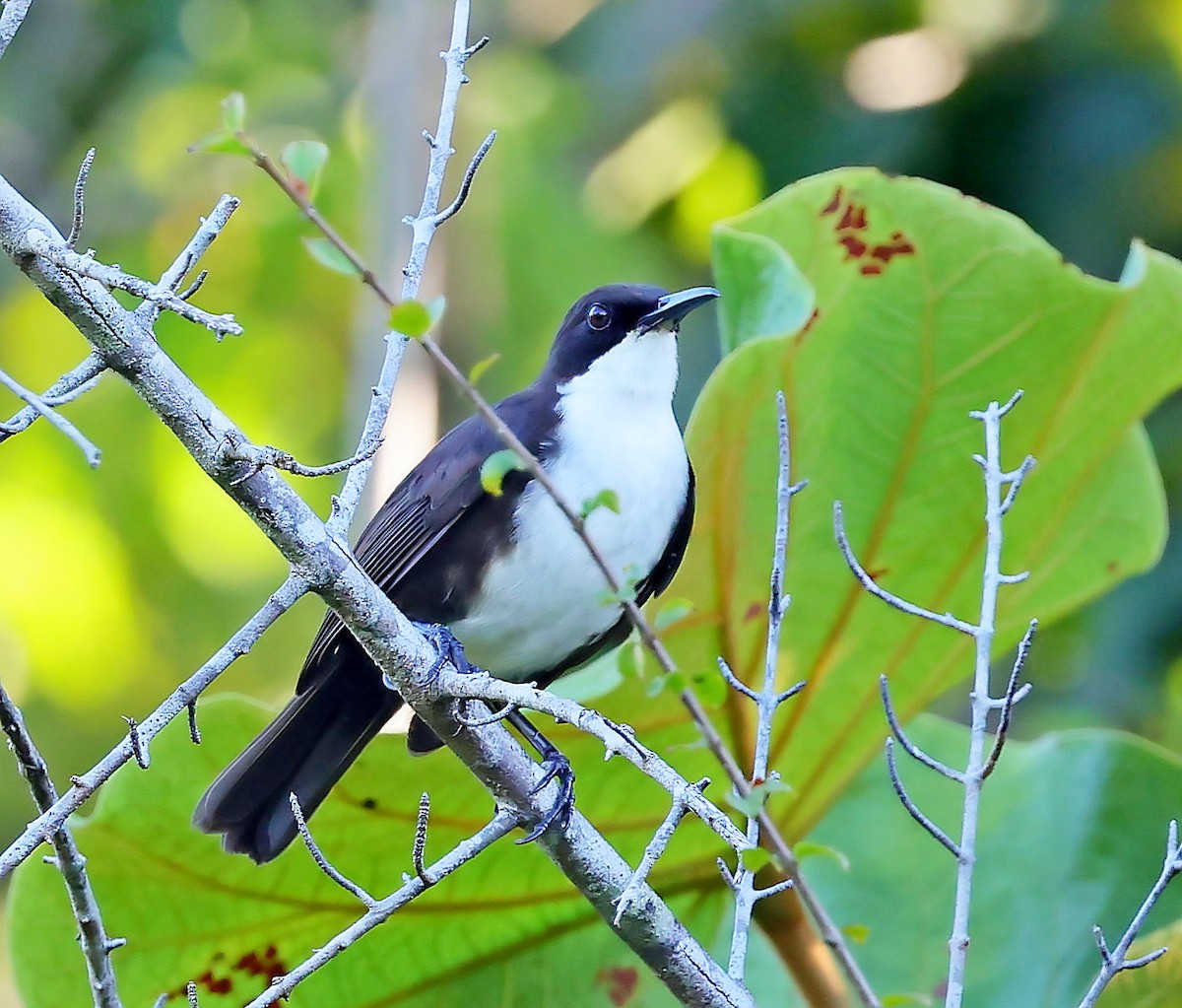 White-breasted Thrasher (St. Lucia) - Maciej  Kotlarski