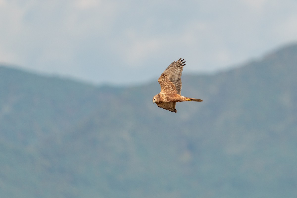 Eastern Marsh Harrier - Andy Lee