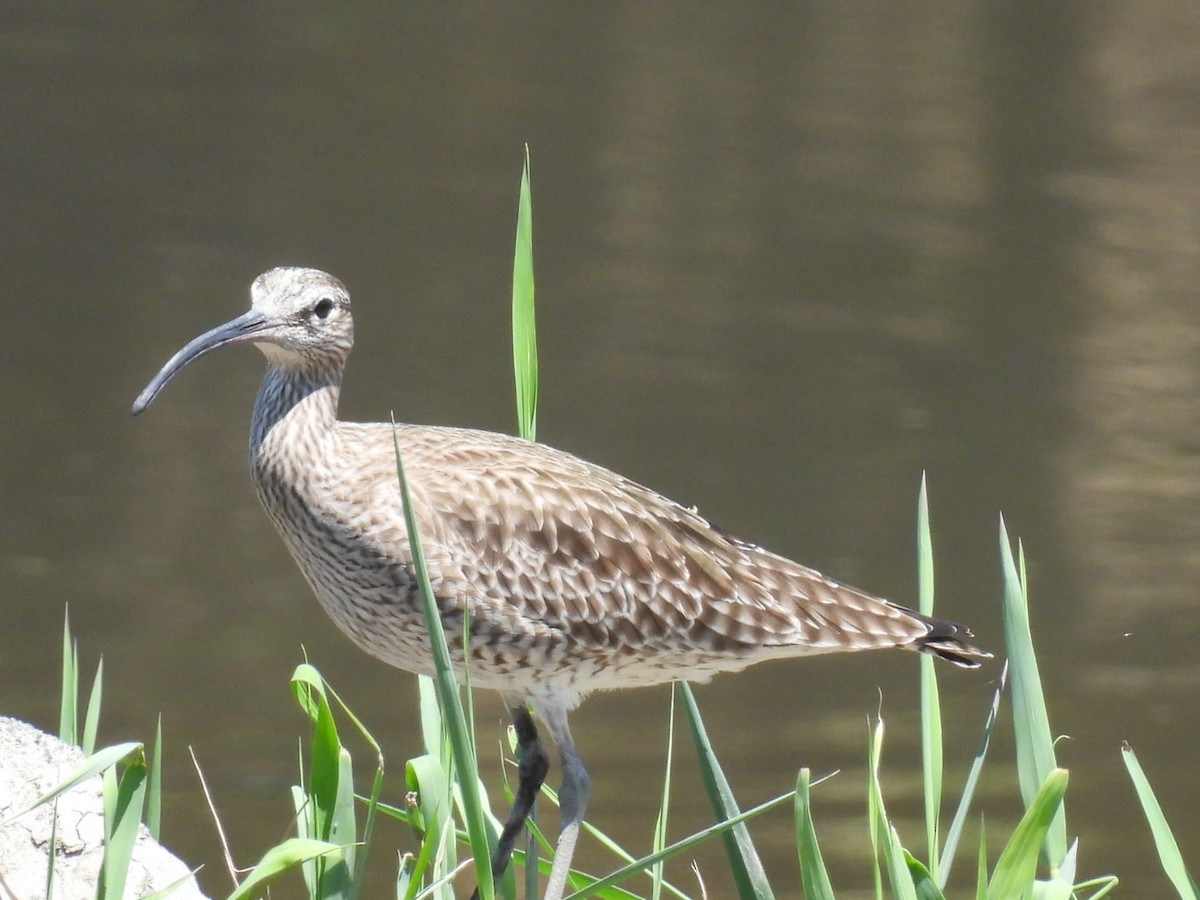 Whimbrel - Bret Okeson