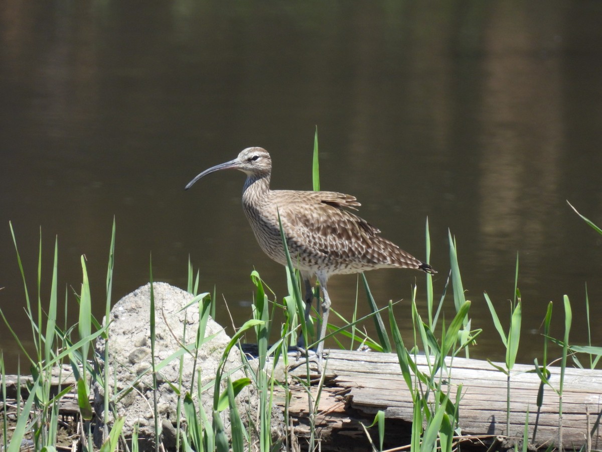 Whimbrel - Bret Okeson