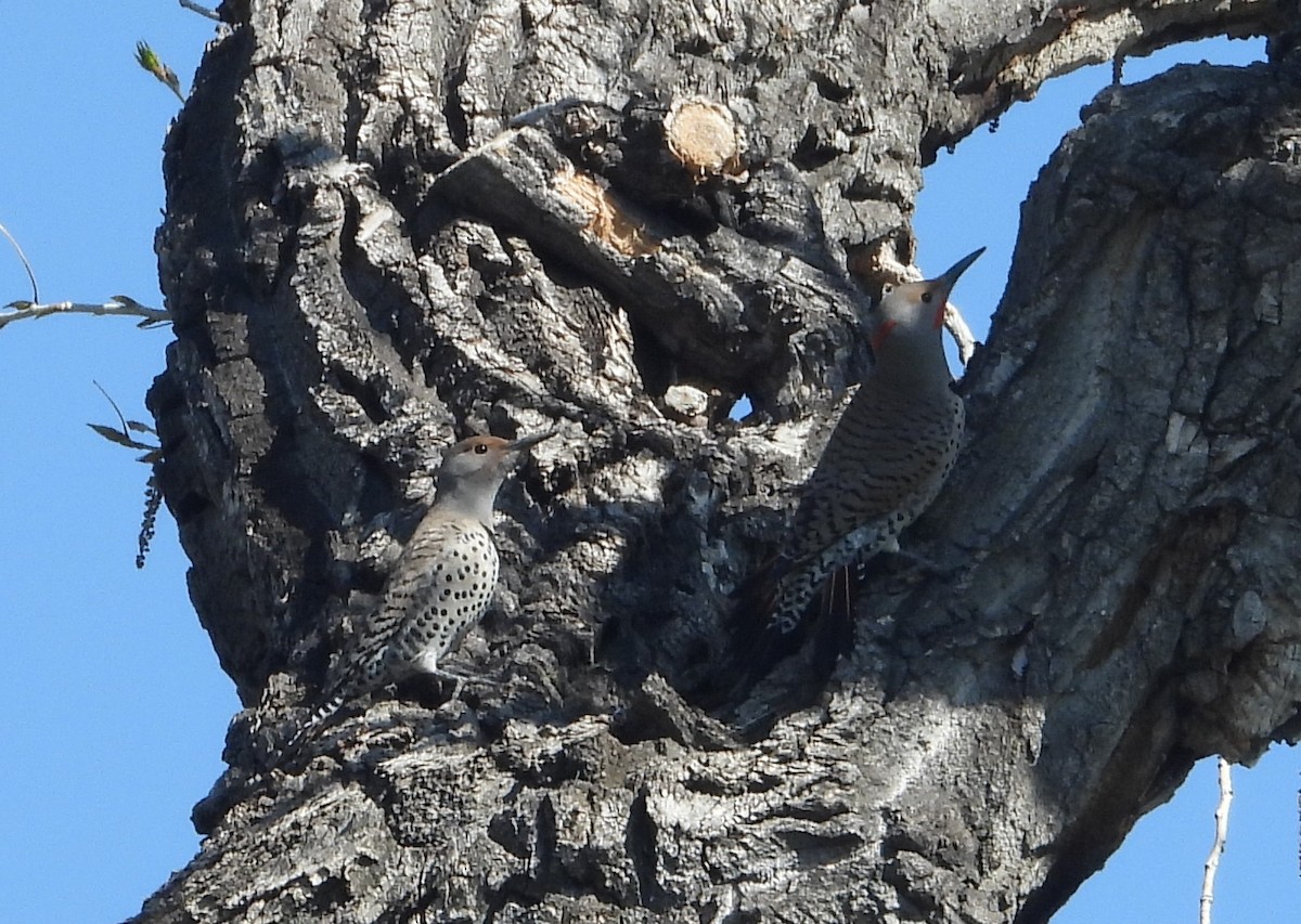 Northern Flicker - Rodney Macready