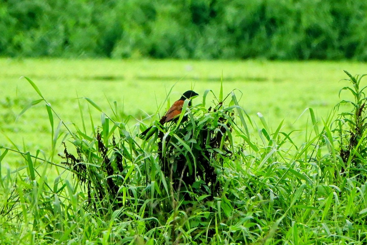 Lesser Coucal - Haofeng Shih