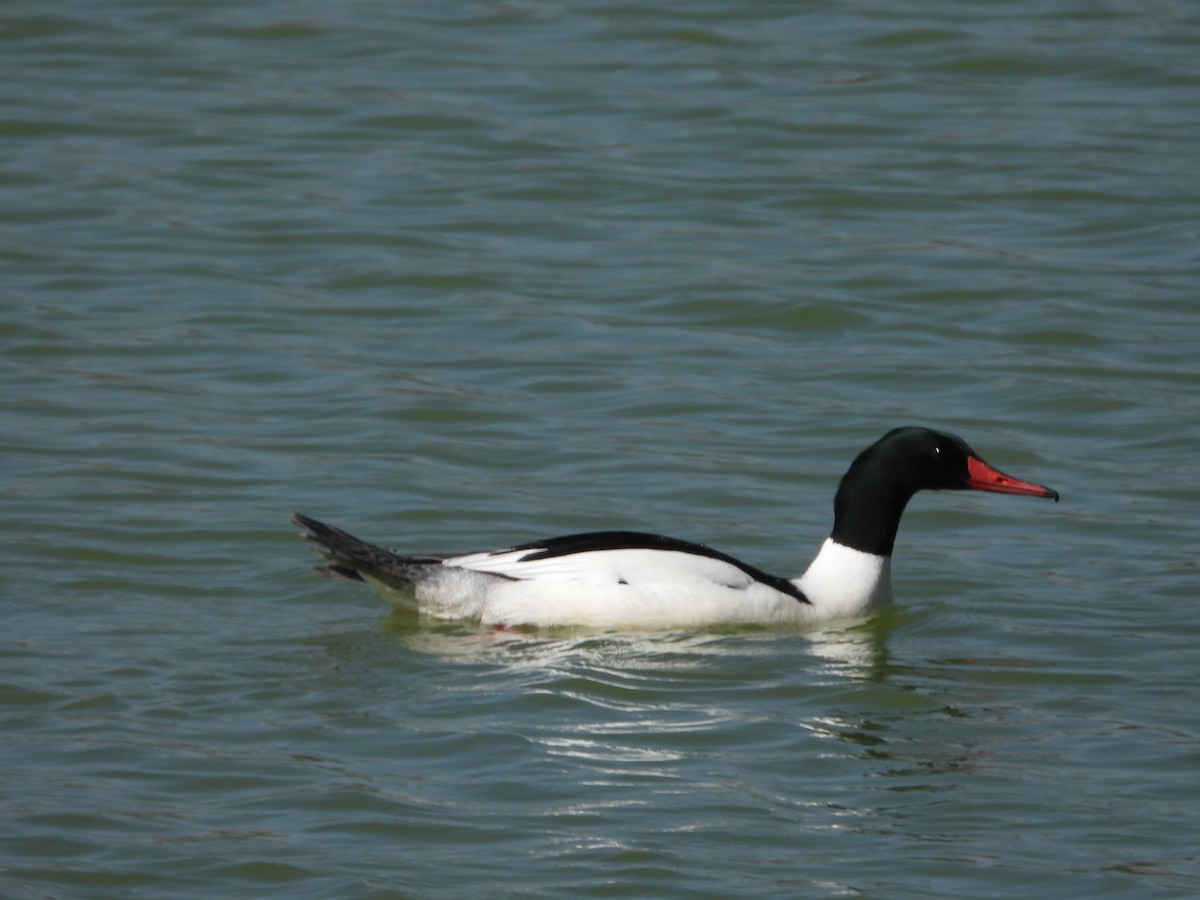 Common Merganser - ML618362854