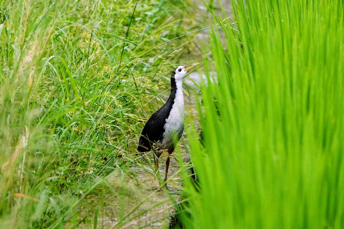 White-breasted Waterhen - Haofeng Shih