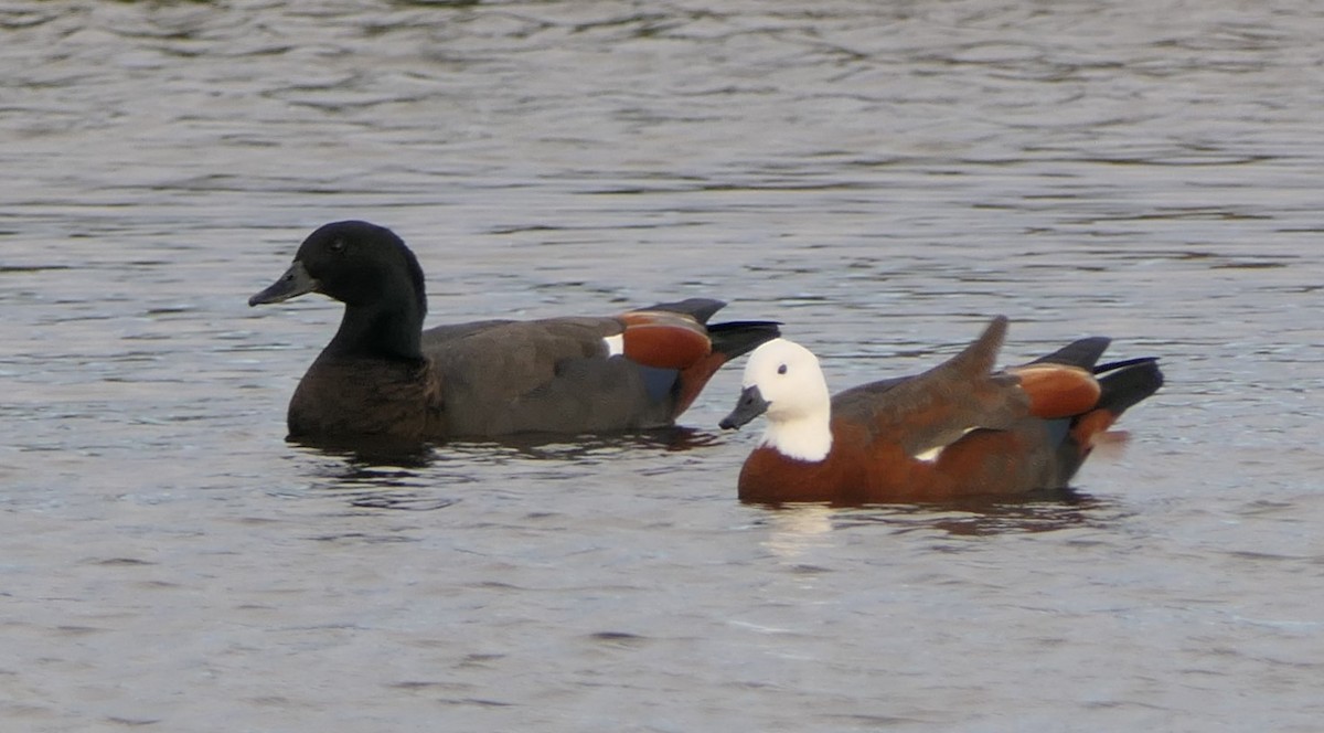 Paradise Shelduck - ML618362862