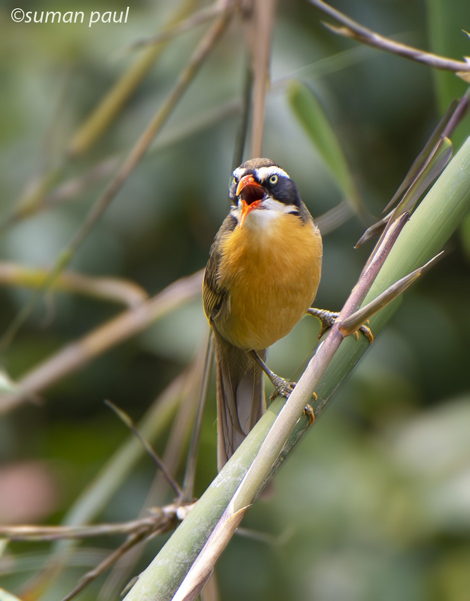 Brown-crowned Scimitar-Babbler - Suman Paul