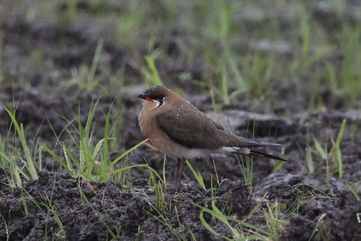 Oriental Pratincole - ML618362878