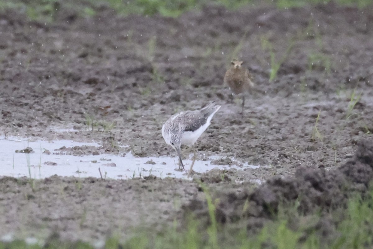 Common Greenshank - ML618362882