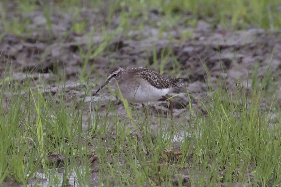 Bruchwasserläufer - ML618362883