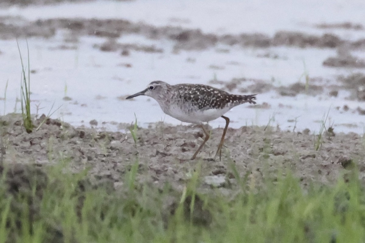 Wood Sandpiper - ML618362885