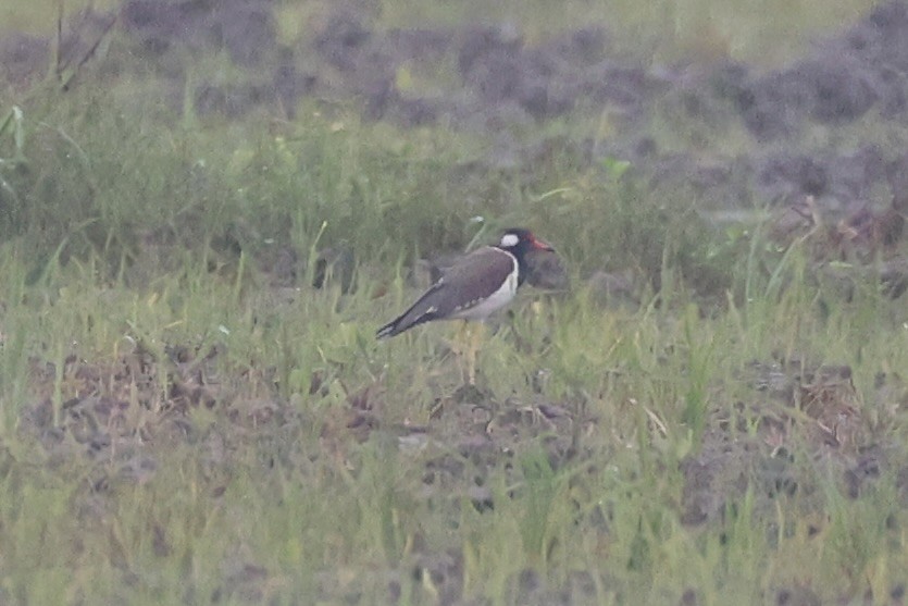 Red-wattled Lapwing - Andrew William