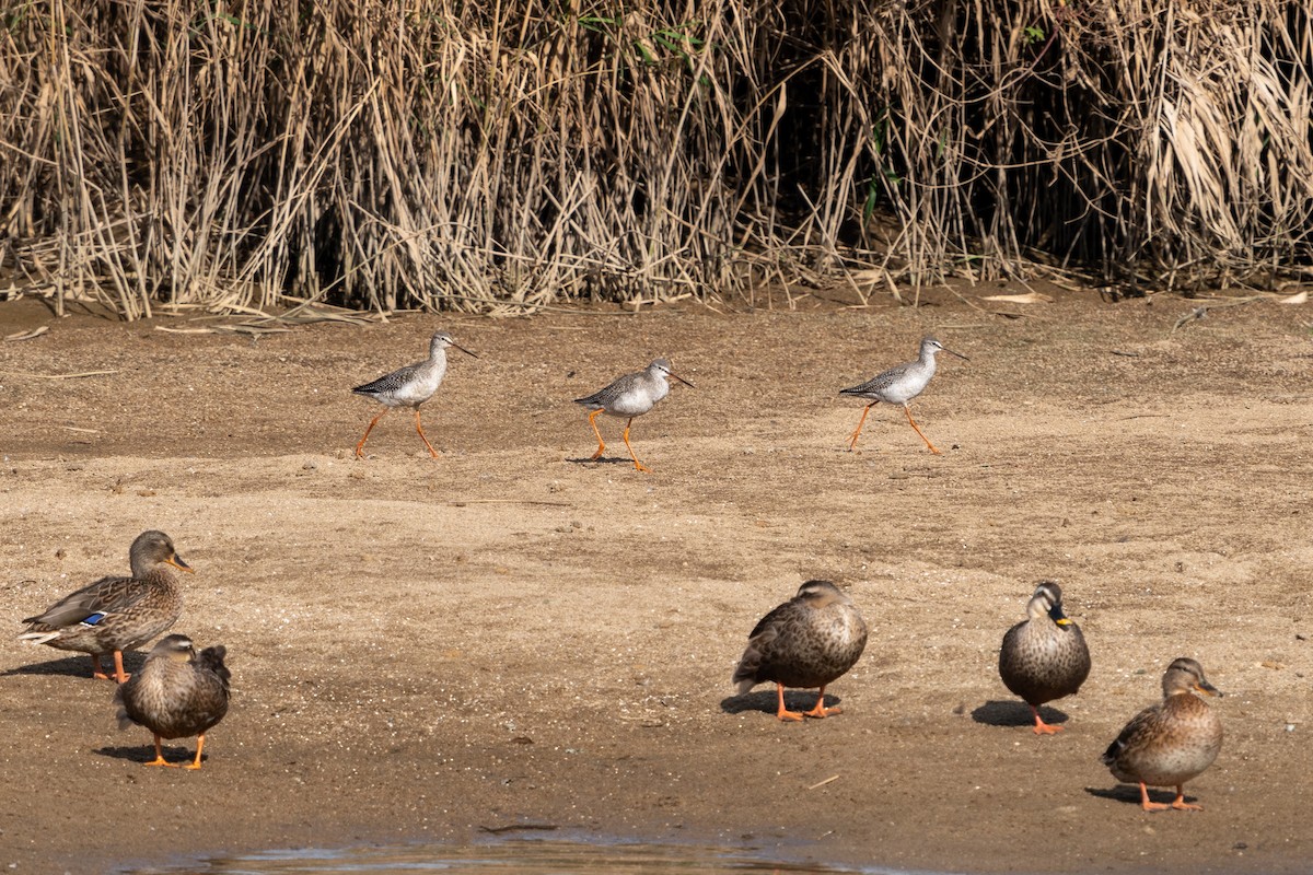 Spotted Redshank - ML618362889