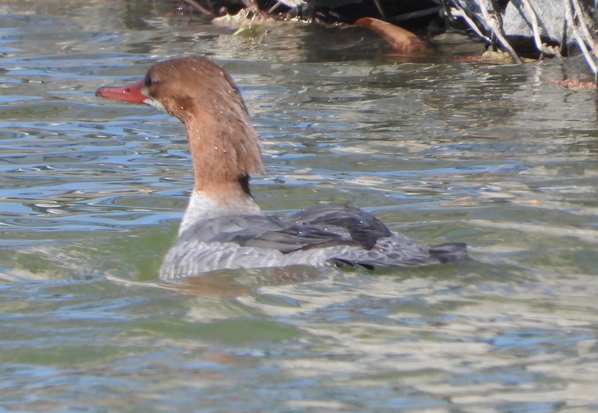 Common Merganser - ML618362890