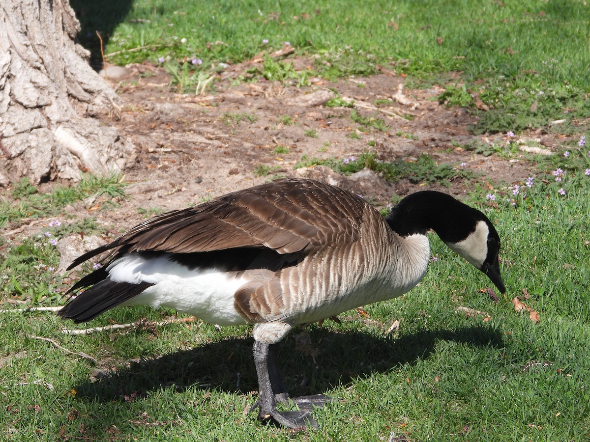 Canada Goose - ML618362900