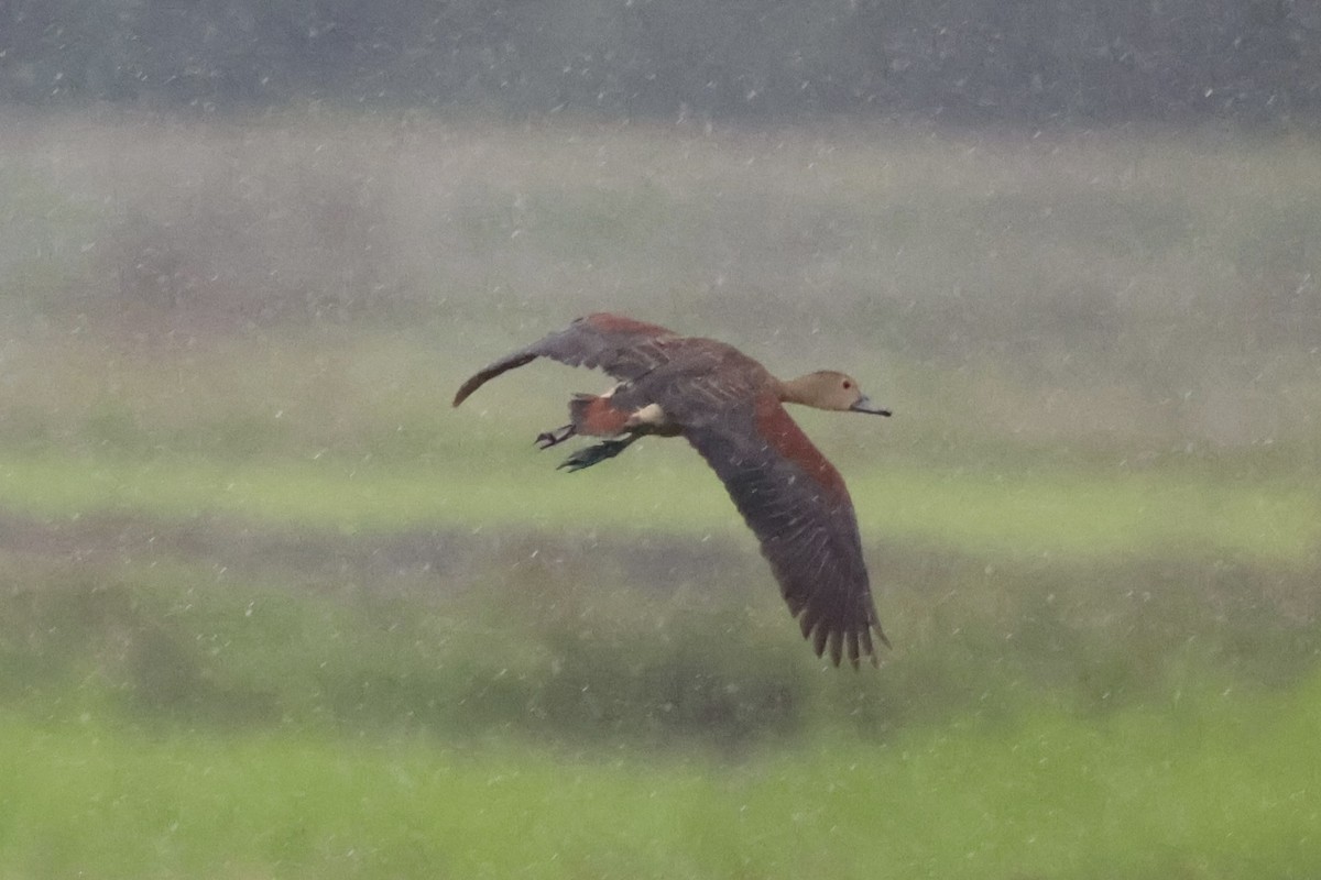 Lesser Whistling-Duck - ML618362920