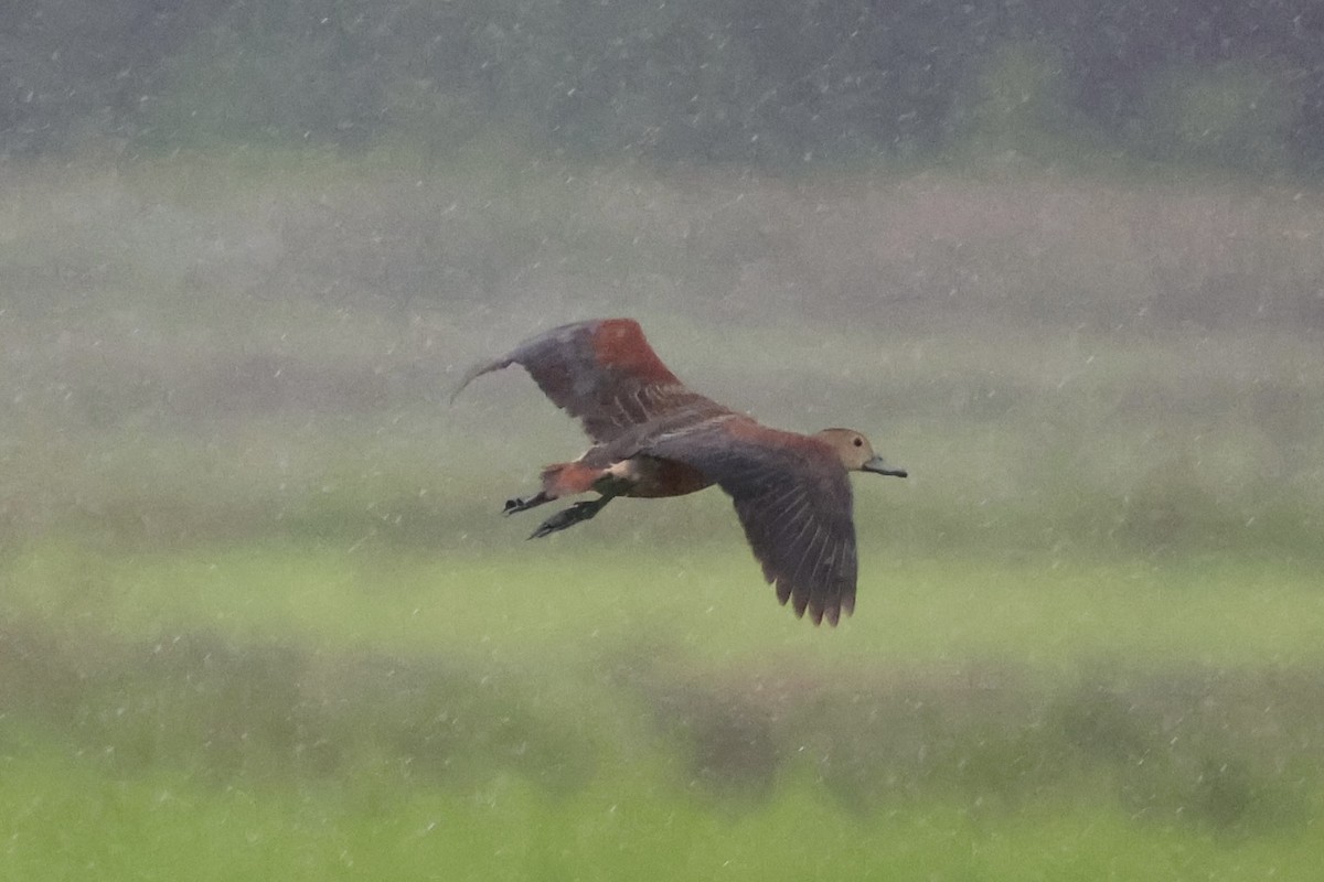 Lesser Whistling-Duck - Andrew William