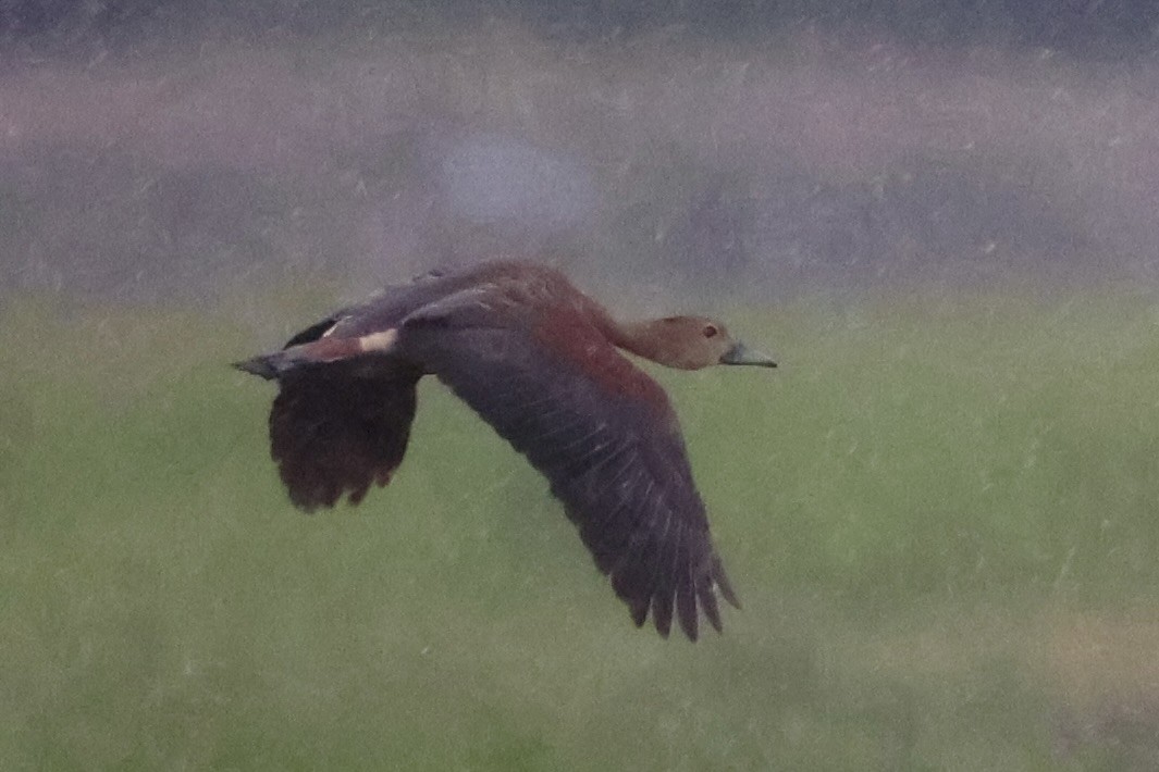 Lesser Whistling-Duck - Andrew William