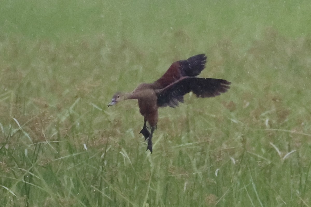 Lesser Whistling-Duck - Andrew William