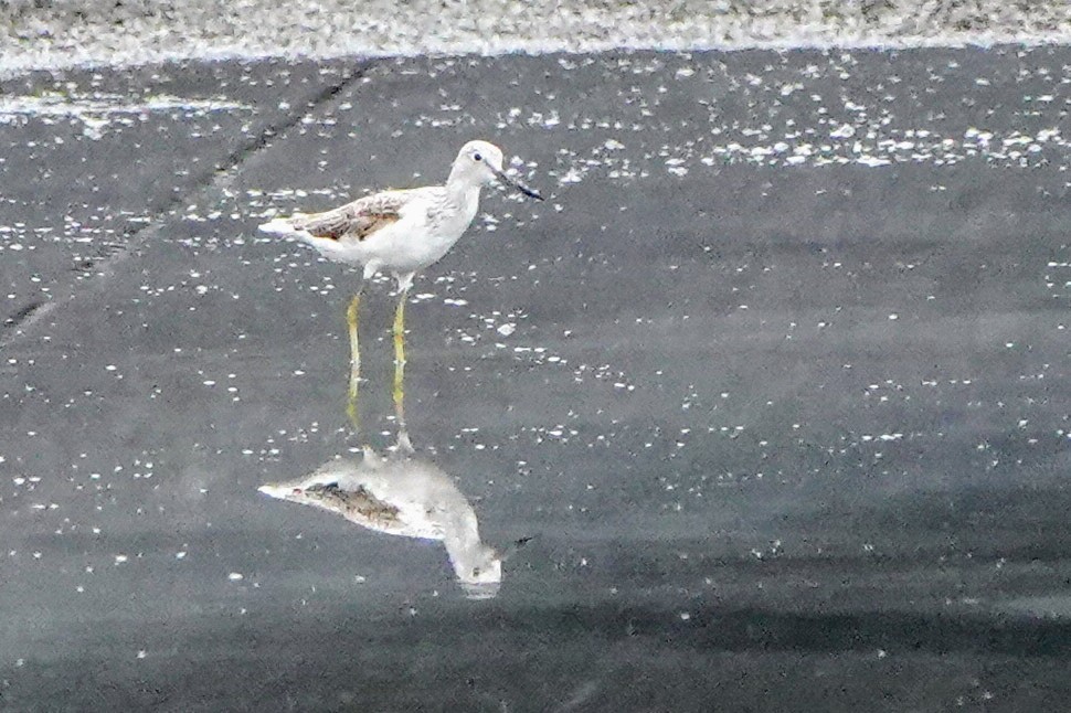 Common Greenshank - Haofeng Shih