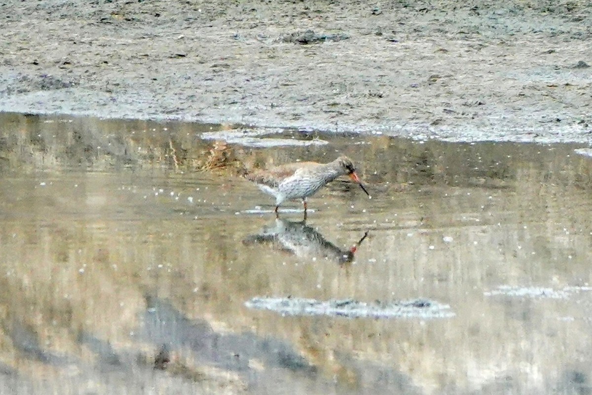 Common Redshank - ML618362936