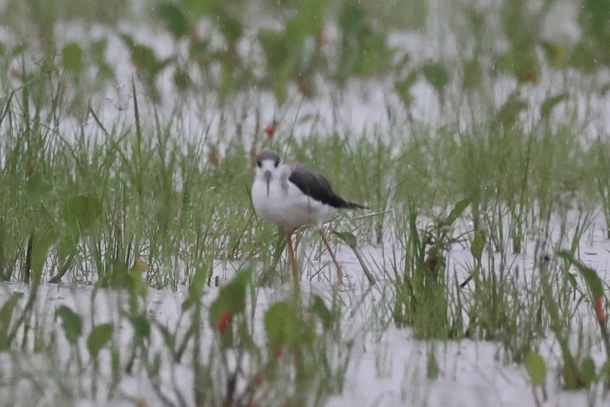 Black-winged Stilt - Andrew William