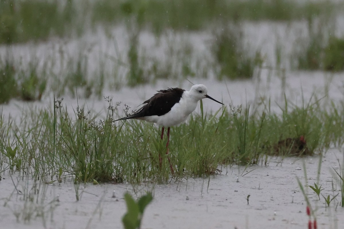 Black-winged Stilt - ML618362985