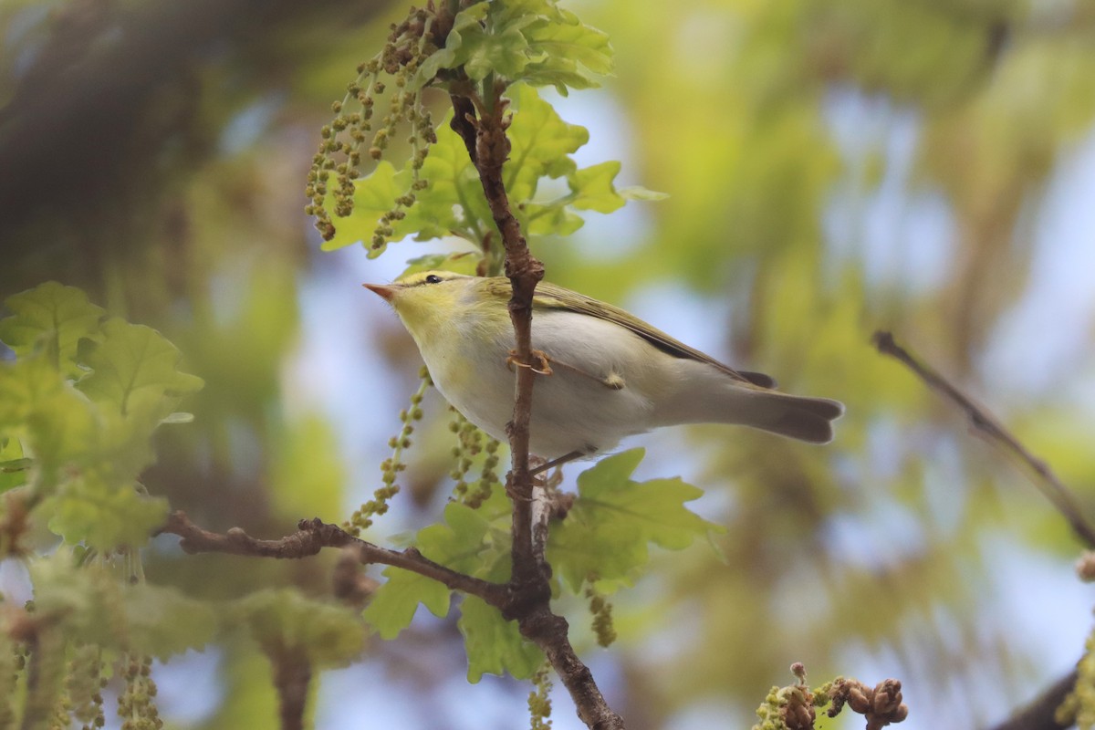 Wood Warbler - ML618362996