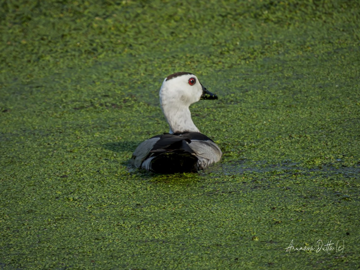 Cotton Pygmy-Goose - Arunava Dutta