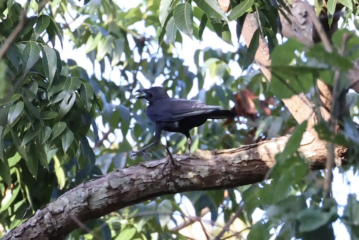 Corbeau à gros bec - ML618363177