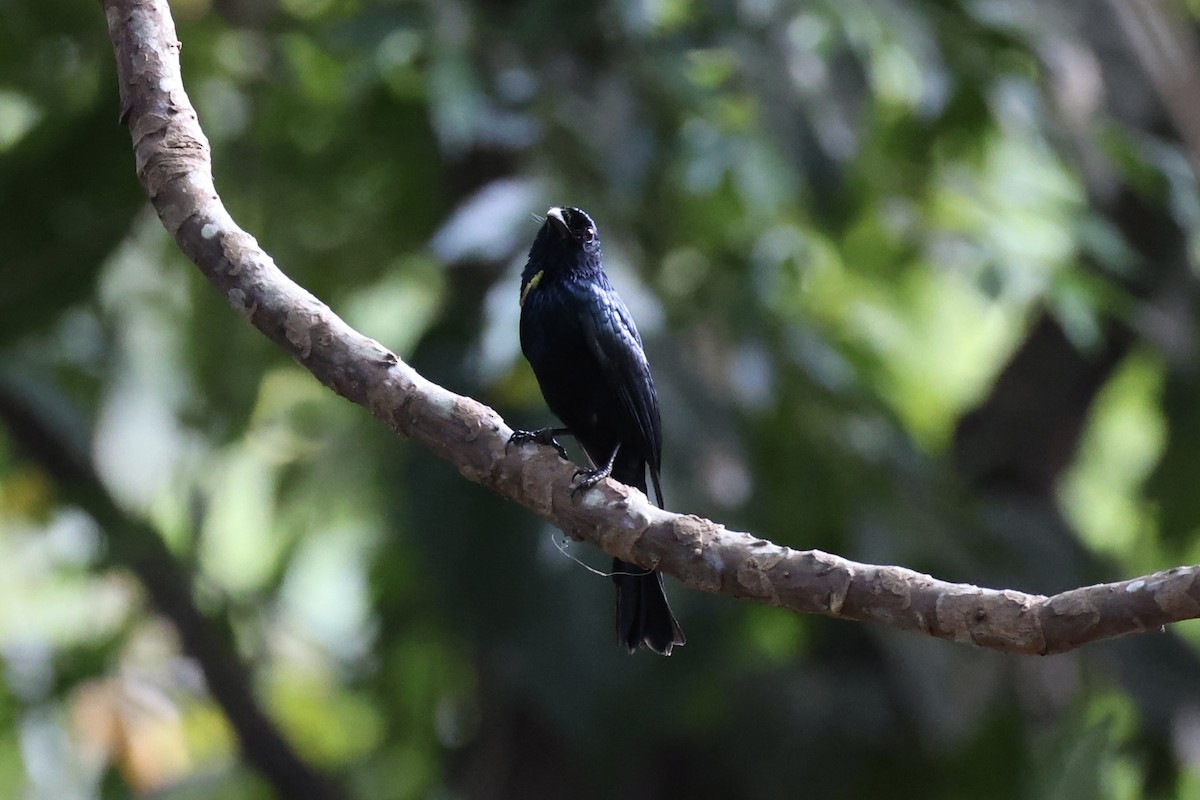 Drongo balicassio - ML618363183