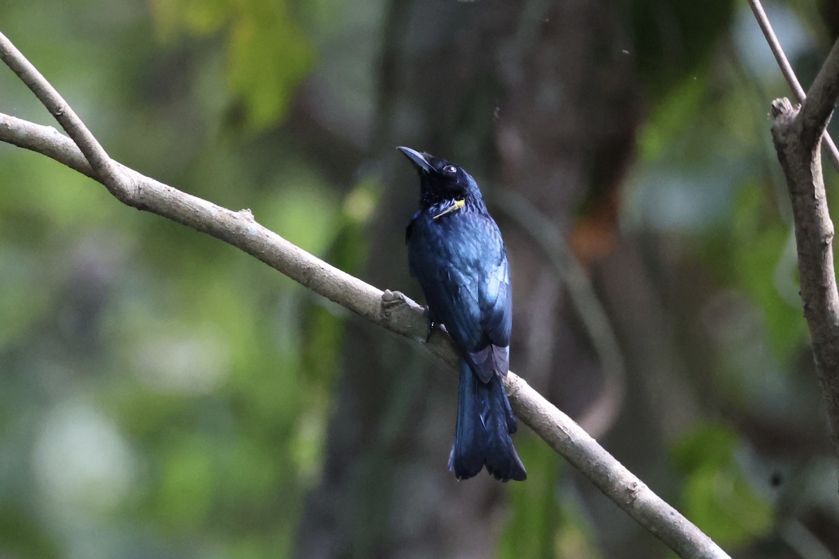 Drongo balicassio - ML618363188