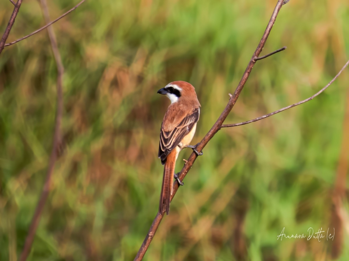 Brown Shrike - Arunava Dutta