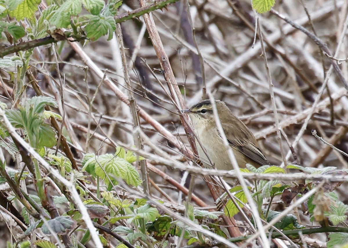 Sedge Warbler - Daniel Branch