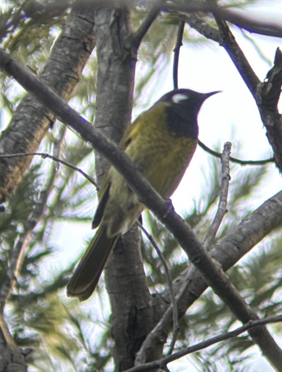 White-eared Honeyeater - Aaron Holschbach