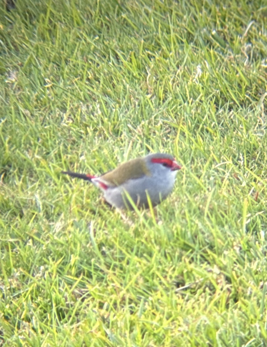 Red-browed Firetail - Aaron Holschbach