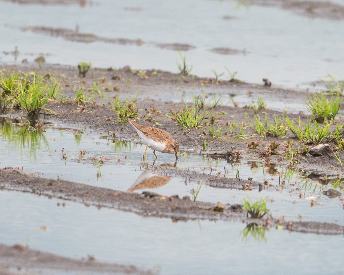 Temminck's Stint - Stuart Campbell