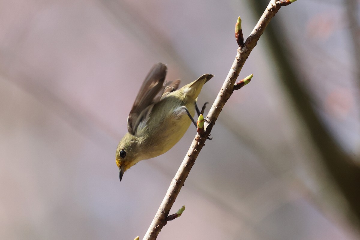 Plain Flowerpecker - Jackson Chen