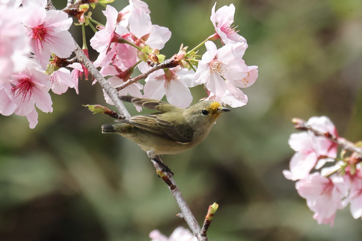 Plain Flowerpecker - Jackson Chen