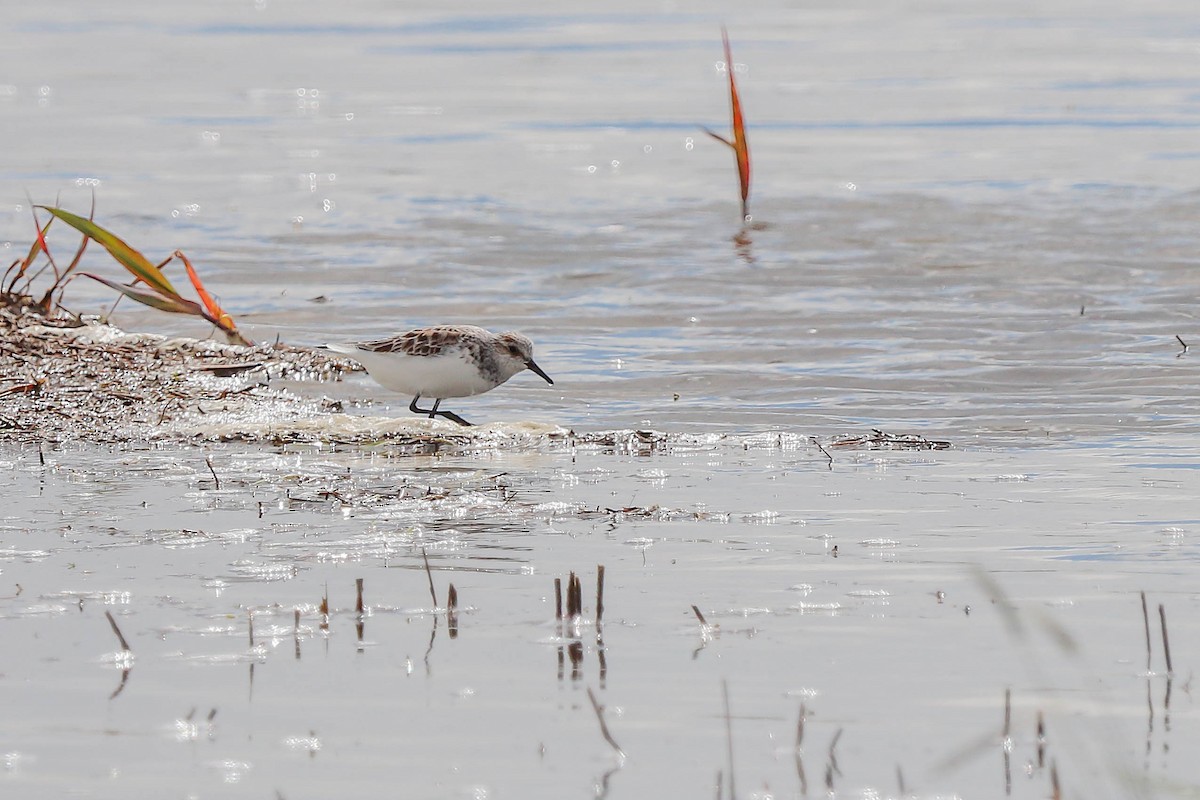 Bécasseau sanderling - ML618363293