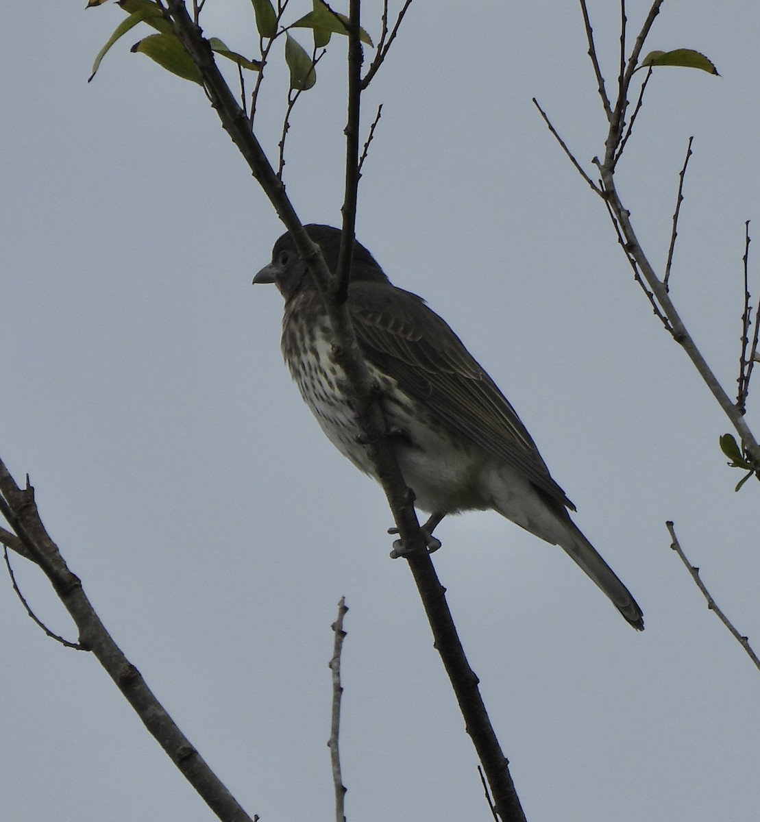 Australasian Figbird - ML618363302