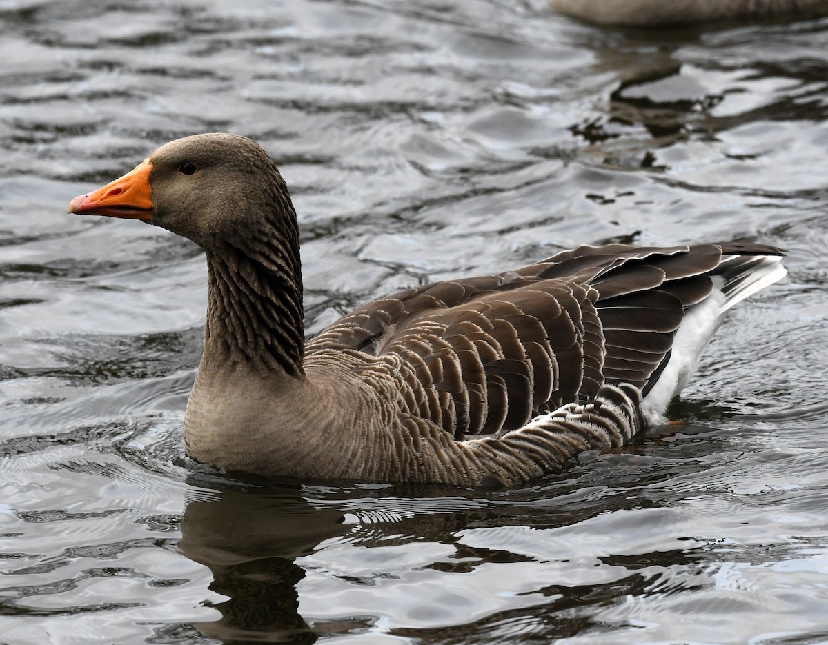 Graylag Goose (European) - A Emmerson