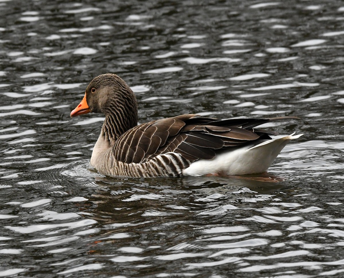 Graylag Goose (European) - ML618363312