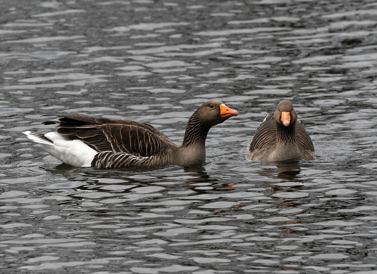 Graylag Goose (European) - ML618363313